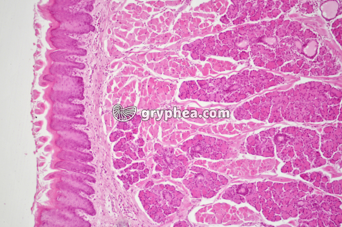 Langue papilles x40 - gryphea.org